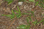 Tapered rosette grass